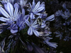 Thyreus histrionicus