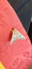 Lepidoptera