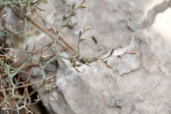 Limonium cancellatum