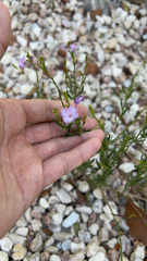 Bouchea linifolia