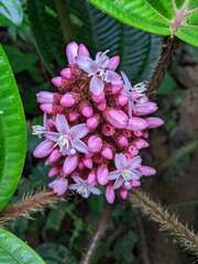 Miconia platyphylla