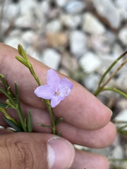 Bouchea linifolia