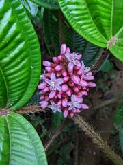 Miconia platyphylla