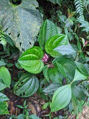 Miconia platyphylla