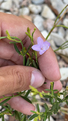 Bouchea linifolia