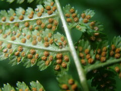 Dryopteris × boottii
