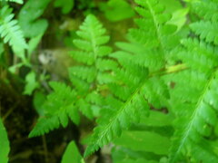 Dryopteris × boottii