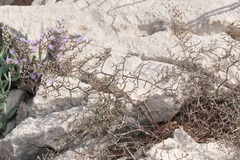 Limonium cancellatum