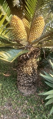 Encephalartos altensteinii