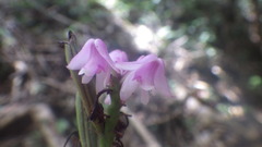 Polystachya rosea