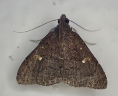 Hypenula cacuminalis