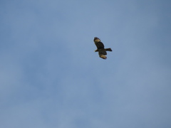 Buteo albigula