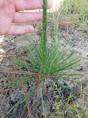 Liatris tenuifolia