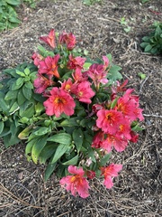 Alstroemeriaceae