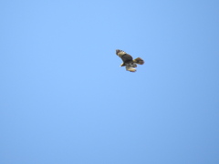 Buteo albigula