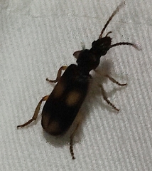 Macrocheilus