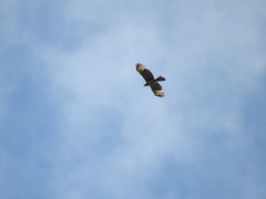 Buteo albigula