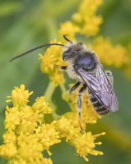 Melissodes illatus