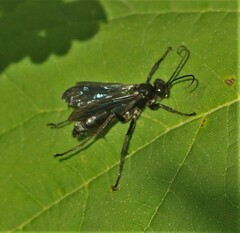 Priocnemis minorata