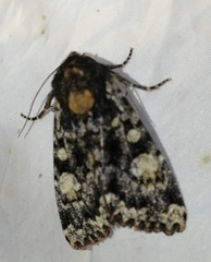 Apamea rubrirena
