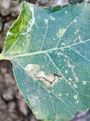 Stigmella trimaculella