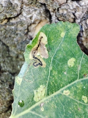 Stigmella trimaculella