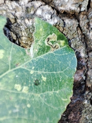 Stigmella trimaculella