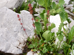 Rumex nivalis
