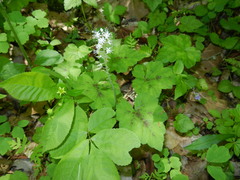 Tiarella