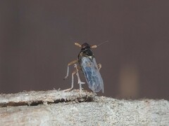 Pissonotus piceus