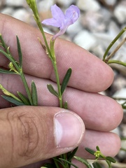 Bouchea linifolia
