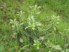 Euphorbia neriifolia