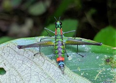 Paramastax rosenbergi