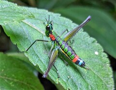 Paramastax rosenbergi