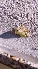 Hyla japonica