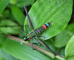 Paramastax rosenbergi