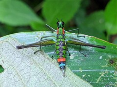 Paramastax rosenbergi