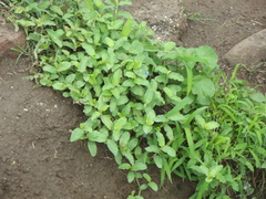 Commelina forskaolii