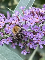 Bombus pascuorum