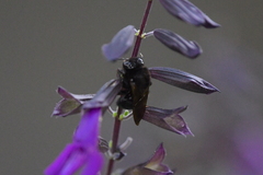 Xylocopa tabaniformis orpifex