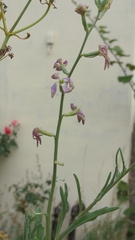 Matthiola longipetala