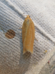 Clepsis clemensiana