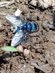 Chrysomya marginalis