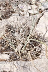 Elymus pungens