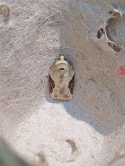 Acleris subnivana