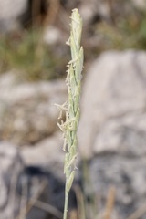 Elymus pungens