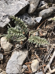 Pedicularis semibarbata charlestonensis