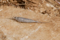Machilinus rupestris