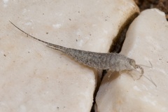 Machilinus rupestris