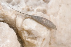 Machilinus rupestris